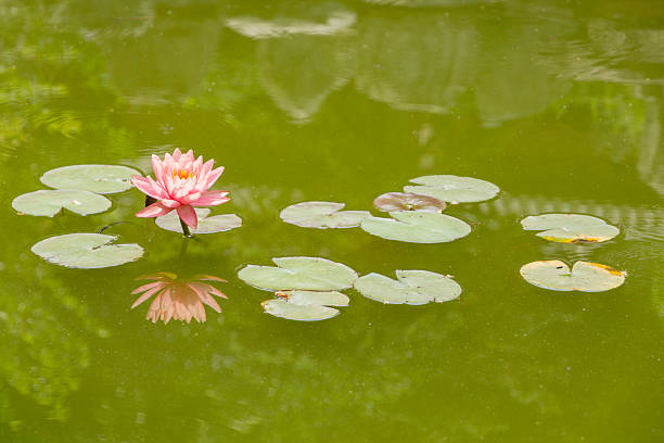 Soft pink water lily in a still pond.