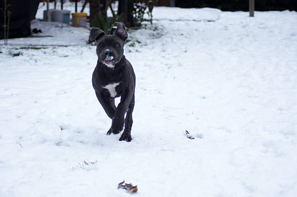 American Bully puppy in the snow