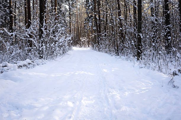 Beautiful winter forest landscape with tall pine trees and sunlight shining through the trunks. Snow-covered ground, bare branches, and warm golden light create a peaceful and serene atmosphere. Natural outdoor scenery, winter nature background with copy space.