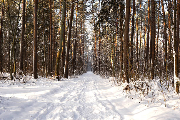 Beautiful winter forest landscape with tall pine trees and sunlight shining through the trunks. Snow-covered ground, bare branches, and warm golden light create a peaceful and serene atmosphere. Natural outdoor scenery, winter nature background with copy space.