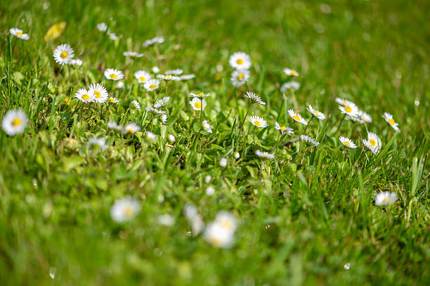 Small white daisies blooming across fresh green grass in warm sunlight, capturing a joyful and simple springtime meadow atmosphere.