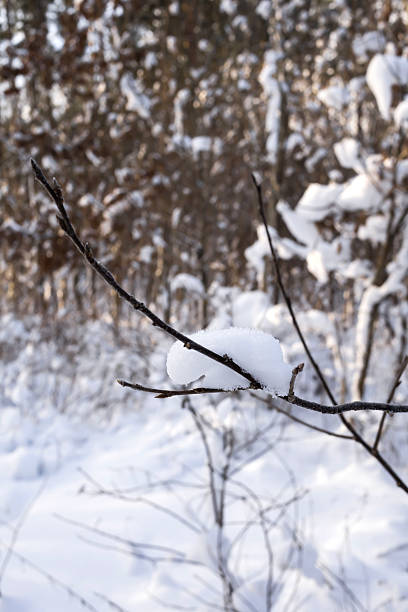 Beautiful winter forest landscape with tall pine trees and sunlight shining through the trunks. Snow-covered ground, bare branches, and warm golden light create a peaceful and serene atmosphere. Natural outdoor scenery, winter nature background with copy space.