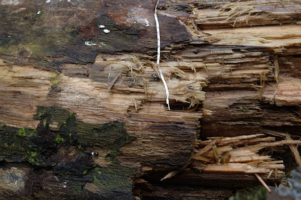 The forest of Biosphere Reserve Vessertal at Thuringen Germany. The Biosphere Reserve Vessertal is a stunning natural area located in the Thuringian Forest region of Germany. Designated as a UNESCO Biosphere Reserve. Tree stem, cutting a tree, sharp edges of a tree trunk. Tree splinters