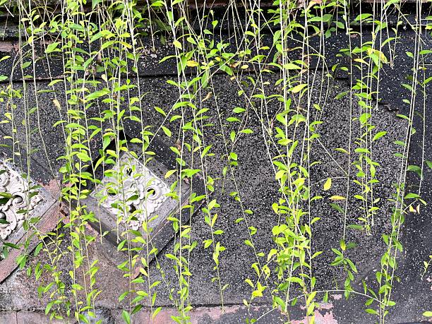 Tree roots. Creeping roots. Natural growth detail. Wallpaper background. Strong concept. Texture background.