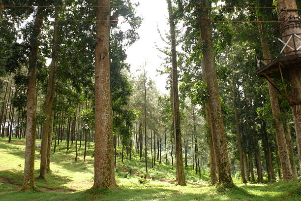 Tall pine trees reaching skyward in lush forest creating peaceful atmosphere on sunny day