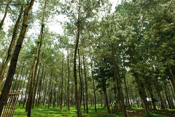 Tall pine trees reaching skyward in lush forest creating peaceful atmosphere on sunny day