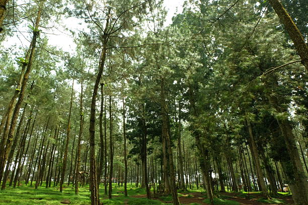 Tall pine trees reaching skyward in lush forest creating peaceful atmosphere on sunny day