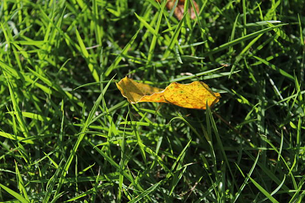 Close-up of green glowing grass and fallen tree leaves epically illuminated by sunlight