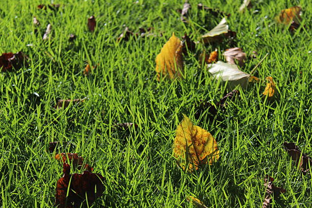 Close-up of green glowing grass and fallen tree leaves epically illuminated by sunlight