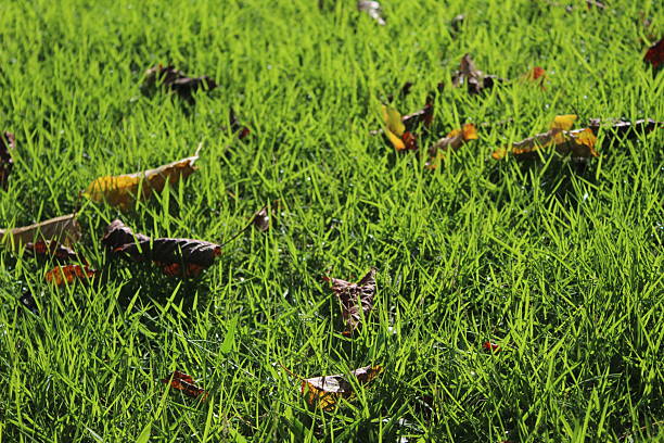 Close-up of green glowing grass and fallen tree leaves epically illuminated by sunlight
