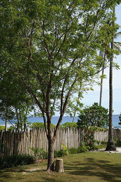 A large neem tree with dense green compound leaves and a thick trunk dominates the foreground, standing on lush grass near a short tree stump. A tall bamboo fence with vertical weathered poles runs horizontally across the mid-ground, partially hiding smaller tropical plants. To the right, a slender coconut palm with green fronds rises above the fence. Beyond the fence, calm turquoise ocean water meets the horizon under a clear light blue sky. Sunlight filters through the tree branches, casting dappled shadows on the grass and stump. The scene captures a peaceful tropical garden with a serene sea view in the background.