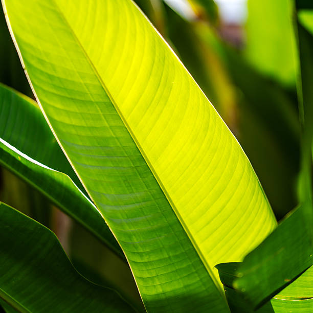 Detailed close-up of a bright green banana leaf with parallel veins and tropical texture, widely used in Asian cultures for ceremonies, food serving, and historically as writing material.