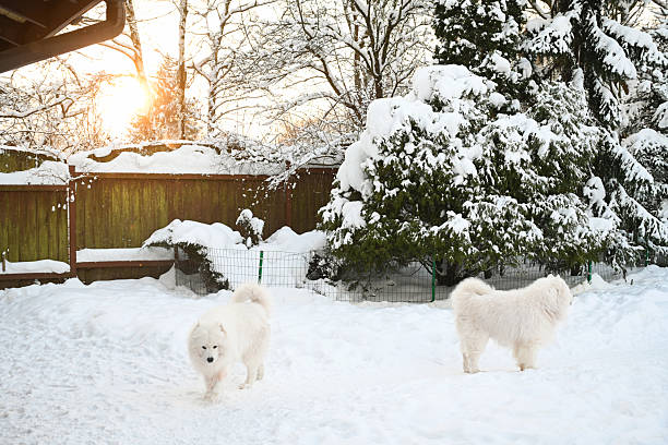 Winter in the garden