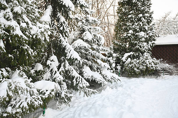 Winter in the garden