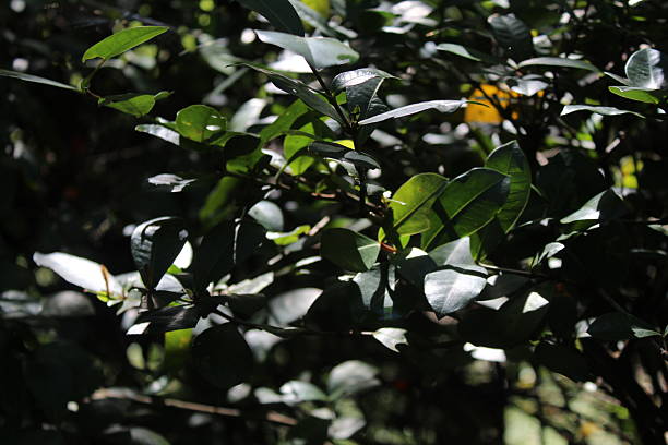 Close-up of glowing green tree leaves illuminated in an epic way by sunlight