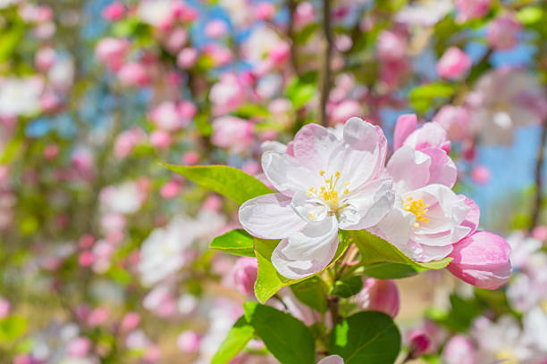 This image captures the fragile beauty of spring flowers, likely crabapple or apple blossoms, in full bloom. The foreground features a sharp cluster of flowers with white petals that have soft pink accents and bright yellow stamens, nestled among fresh green leaves. The background is rendered in a soft, colorful bokeh of pink buds and blue sky, creating a bright and cheerful vernal atmosphere.