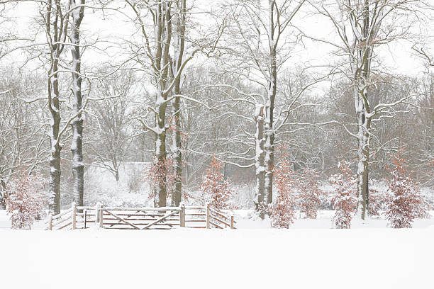 Winter landscape with snow-covered tree trunks and young beech trees with brown leaves in the Netherlands.
