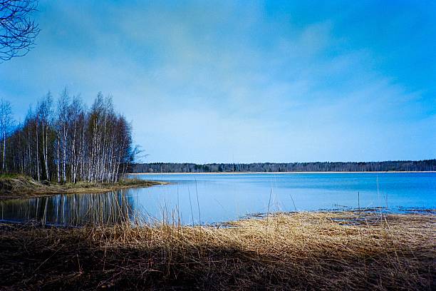 Idyllic sunny lakeshore in non-urban location in summer