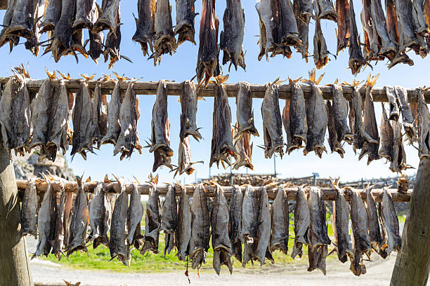 istock Cod Stockfish Drying Racks in Lofoten Islands, Norway 2255197806