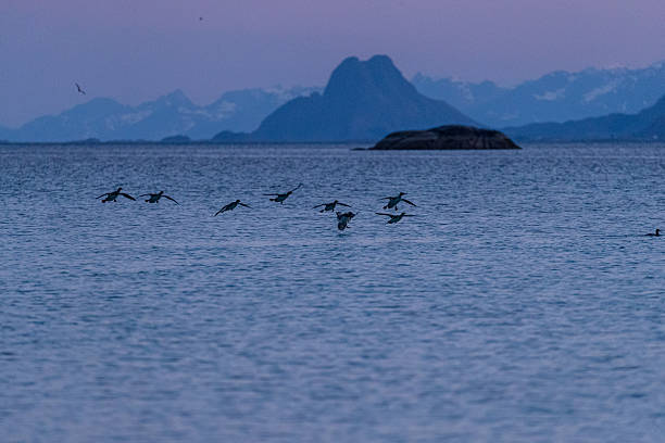 istock Common Eider Ducks Flying Low Over Calm Northern Sea 2255198269
