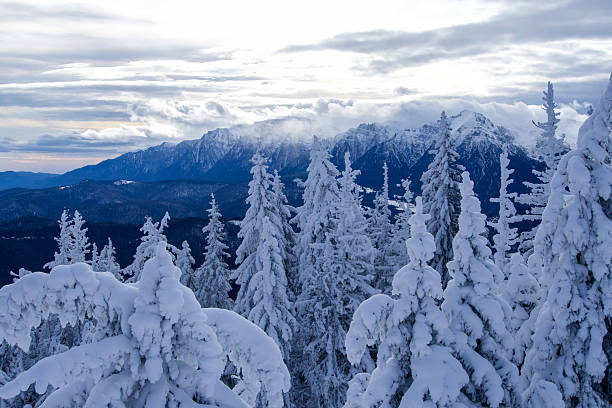 Winter Forest in the french Pyrénées