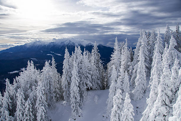 Winter landscape