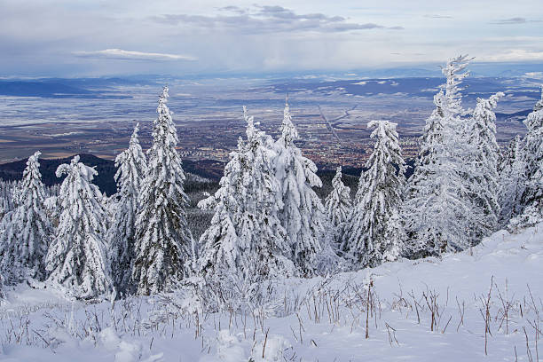 Winter landscape