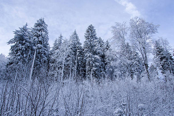 Winter landscape