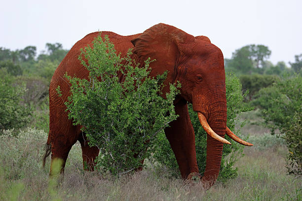 This awe-inspiring photo captures the African Elephant in its natural habitat, walking majestically across the vast and open savannah of the Kenyan Tsavo East reserve. Its strong and sturdy physique and wrinkled skin are showcased in detail, creating a striking contrast against the warm hues of the surrounding grass and trees. The elephant's calm and collected demeanor adds a sense of serenity to the scene, highlighting the grace and beauty of one of nature's gentle giants