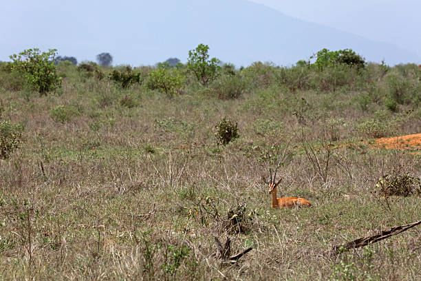 Impala, the Tsavo National Park in Kenya
