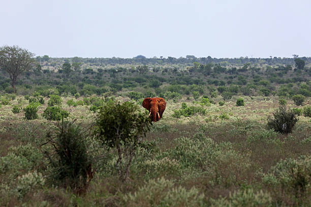 Unique red elephant in Tsavo National Park, Kenya