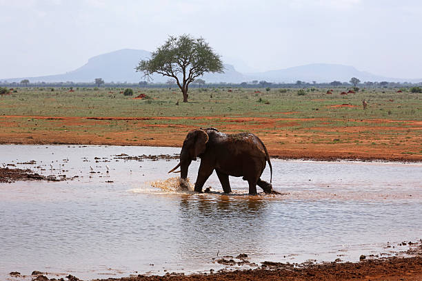 Elephant drinking at a watering hole in Tsavo National Park, Kenya