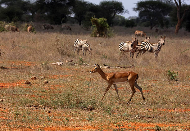 Impala, the Tsavo National Park in Kenya