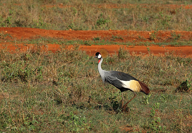 Grey crowned crane in Tsavo National Park, Kenya