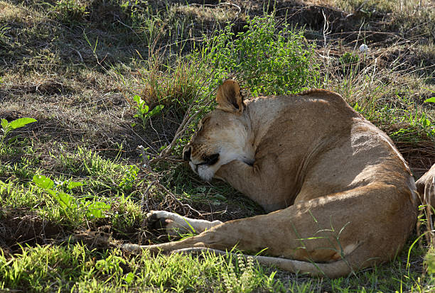 Young male  Asiatic lion / Asiatischer Löwe (Panthera leo persica) relaxing in Gir National Park, Gujarat, India
