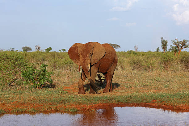 Elephant drinking at a watering hole in Tsavo National Park, Kenya