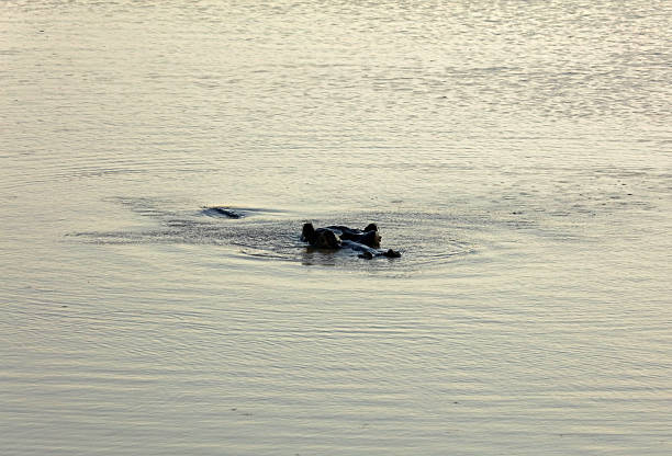 Hippopotamus in Tsavo National Park in Kenya