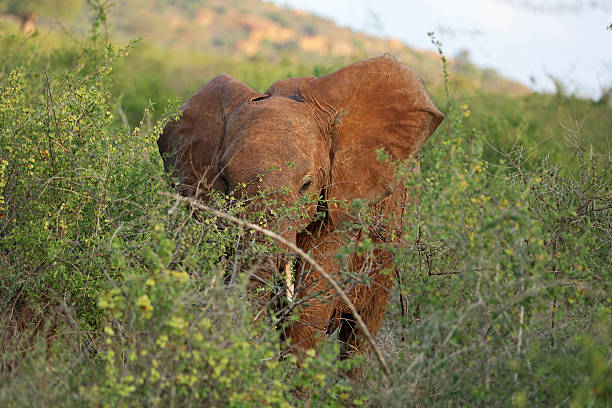 Unique red elephant in Tsavo National Park, Kenya
