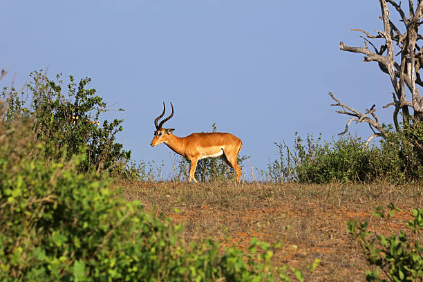 Impala, the Tsavo National Park in Kenya