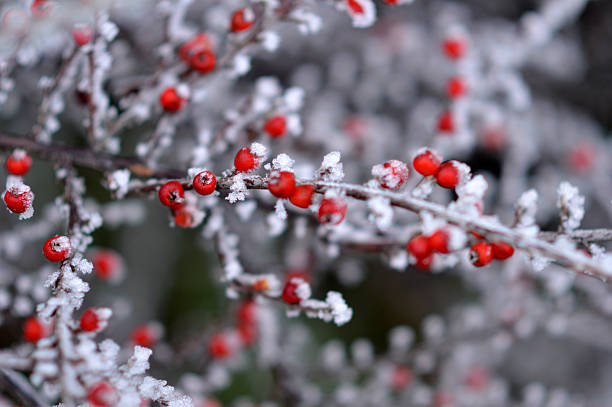 cotoneaster bush in winter