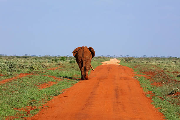 Unique red elephant in Tsavo National Park, Kenya