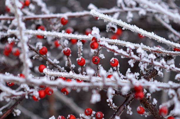 cotoneaster bush in winter