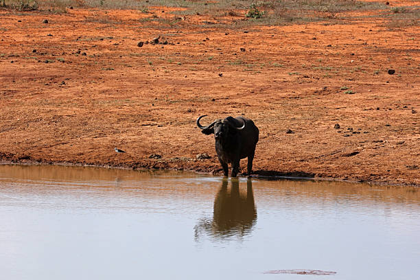 African buffalo in Tsavo National Park in Kenya