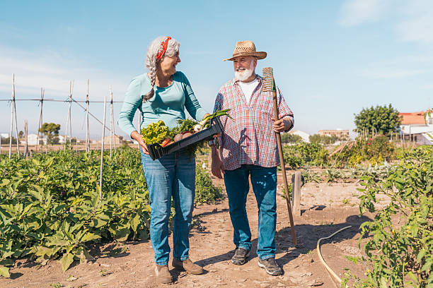 Senior couple walking in a vegetable garden carrying a crate of freshly harvested vegetables