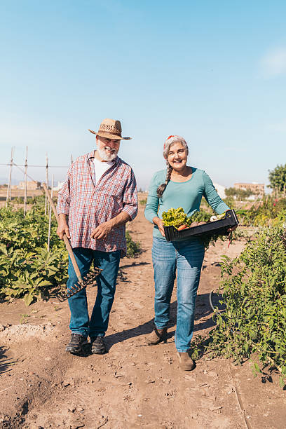 Elderly couple working together on organic farm harvesting fresh vegetables