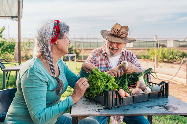 Smiling senior couple sorting freshly harvested vegetables at a garden table