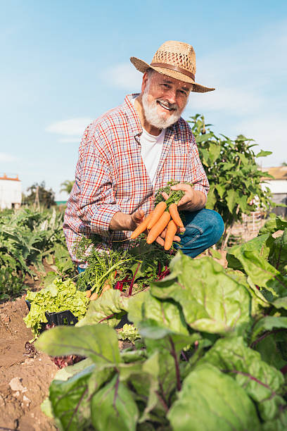 Smiling senior man kneeling with fresh organic carrots in a green garden