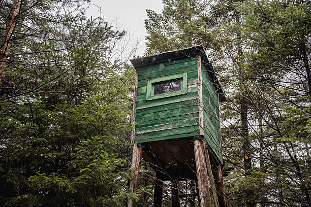 Wooden hunting tower standing in forest and rural landscape. Traditional wildlife observation structure used in hunting, forestry and game management.