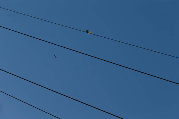 A bird is comfortably perched on a power line stretched above against a clear blue sky during the daytime, enjoying the view