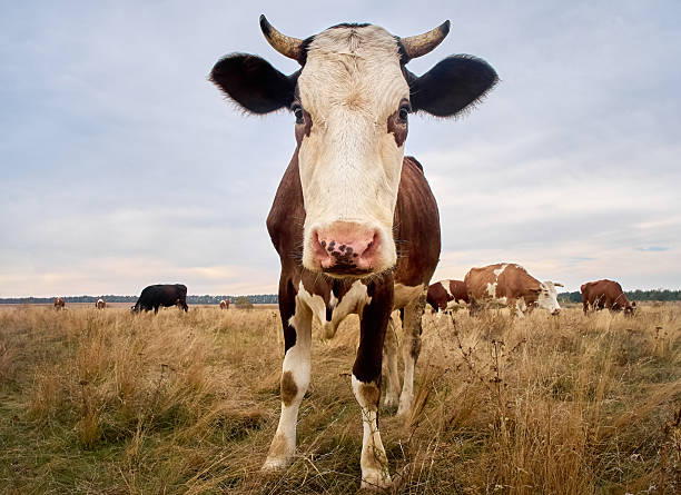 Outdoor shot of a cattle of dairy cows strolling along a ditch in the Frisian mudflats bordering the Waddenzee. The scene is backed by a dramatic sunset.